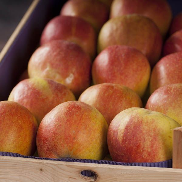 Seestermüher Zitronenapfel Neue Ernte 2026